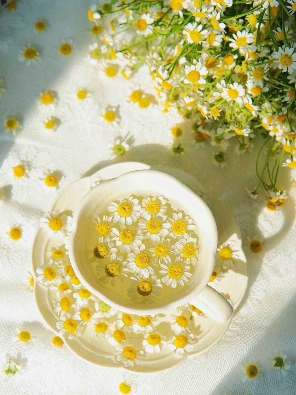 Manzanilla: The Abuelita-Approved Science of Relaxation