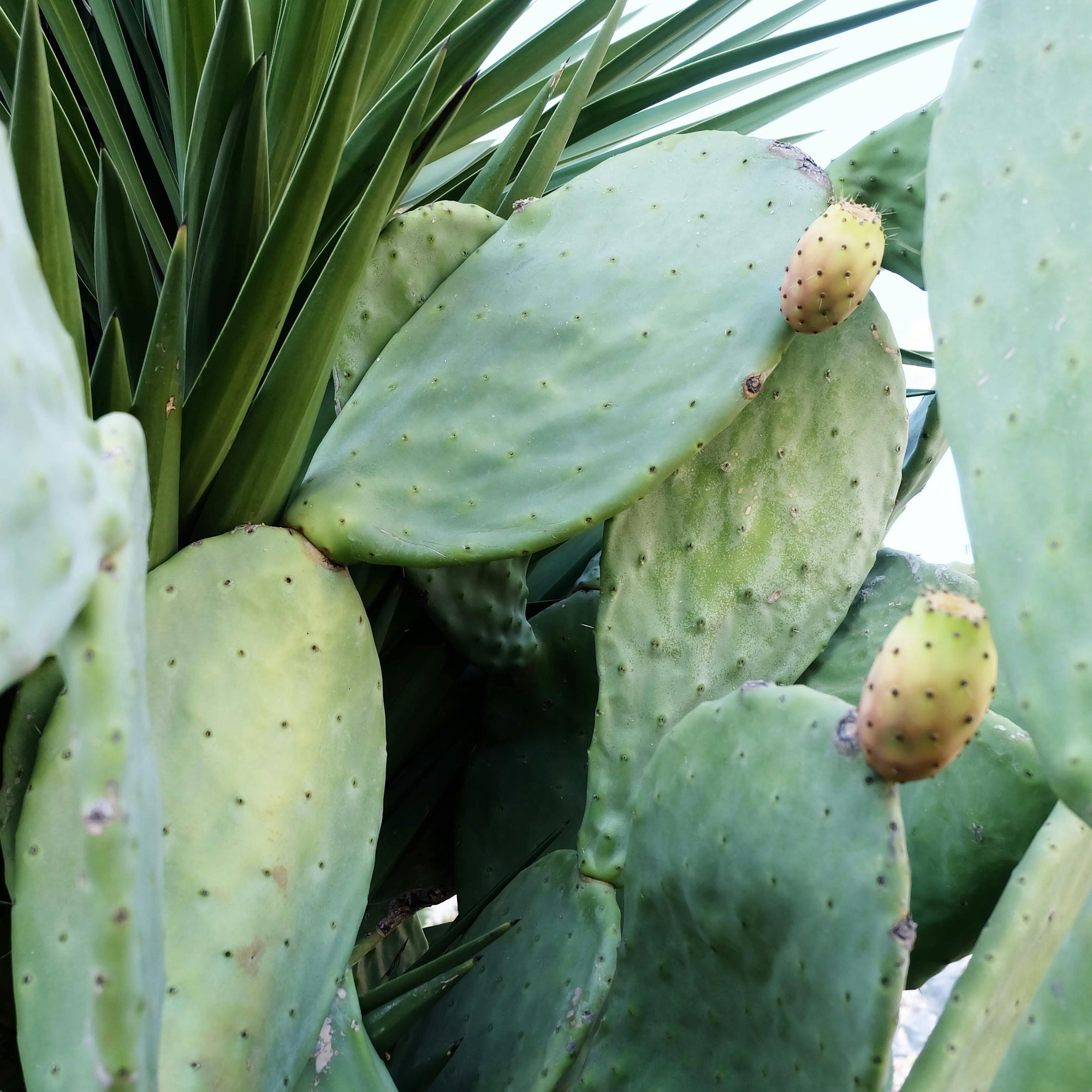 Nopal: Your Party Recovery Sidekick