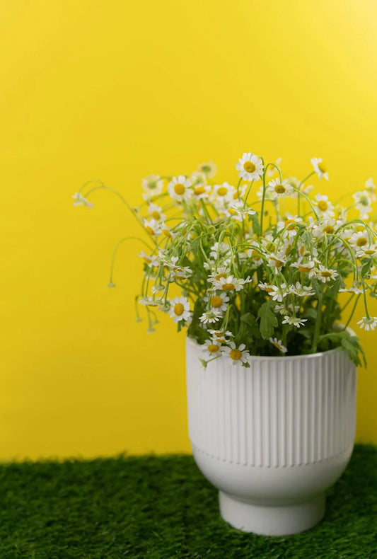 The Magical Benefits of Manzanilla: Why You Should Be Drinking This Sweet Chamomile Tea